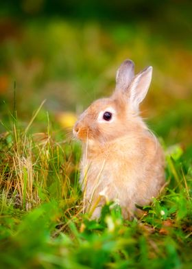 Rabbit  Animal Cute