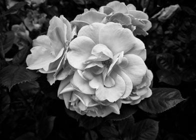 Black And White Roses