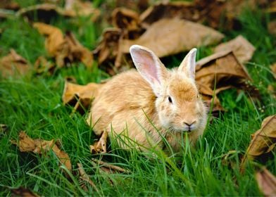 Rabbit  Animal Cute