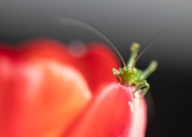 Grasshoper on a red tulip