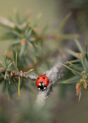 Ladybug walking a branch