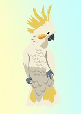 Sulphur crested cockatoo