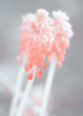 Infrared Muscari