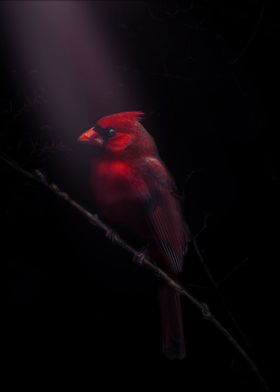 The Red Bird    