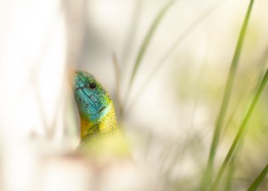 Portrait of a Green lizard