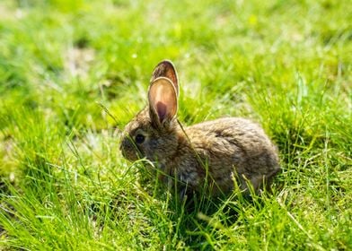 Rabbit  Animal Cute