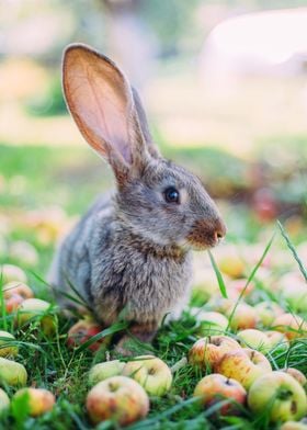 Rabbit  Animal Cute