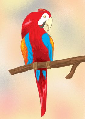 Scarlet Macaw 