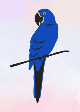 Hyacinth Macaw