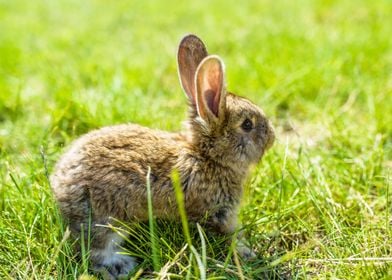 Rabbit  Animal Cute