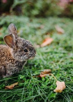 Rabbit  Animal Cute