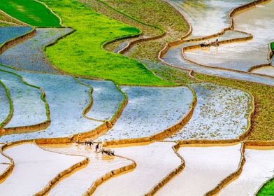 Very nice rice terraces 