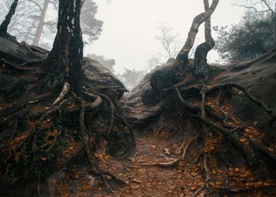 Roots in the forest