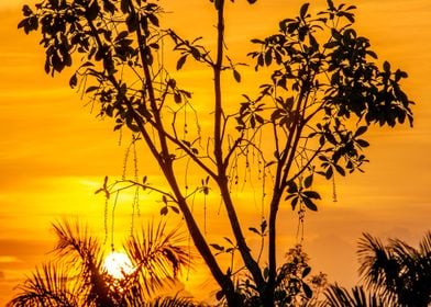 freshwater mangrove sunset