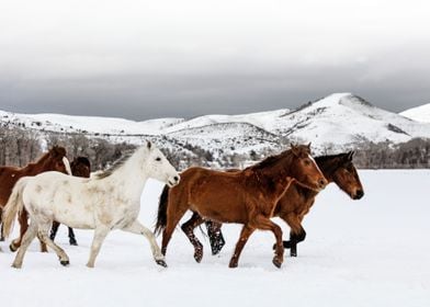 Herd of wild horses