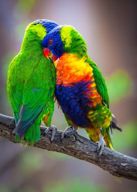 Rainbow Lorikeet Love