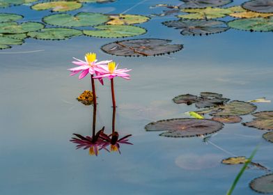 Water Lily flowers