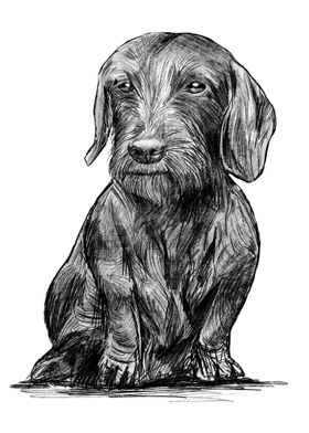 Dachshund