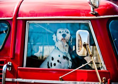 Dalmatian sitting in a car