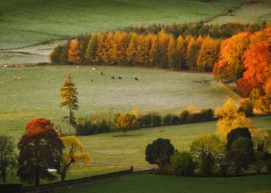 Autumnal scape