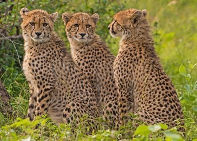 Animals Cheetahs Wild Cats