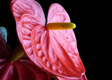 Anthurium