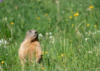 marmot marmotte