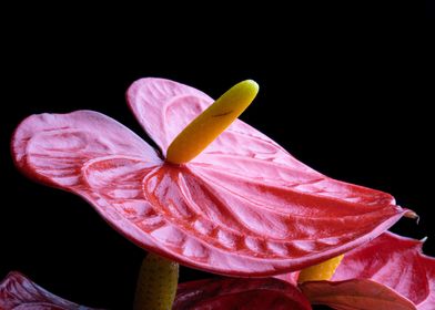 Anthurium