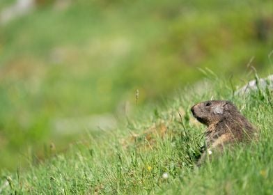 Young Marmot