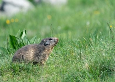 marmotte  marmot