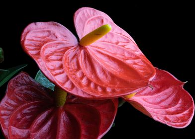 Anthurium