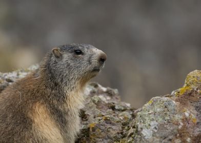 Marmot