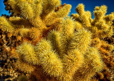 Jumping Cholla Cactus