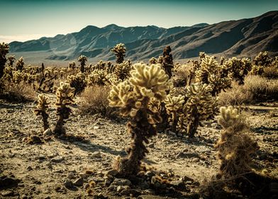 Jumping Cholla Cactus