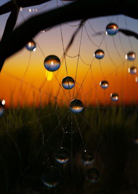 Web After Rain