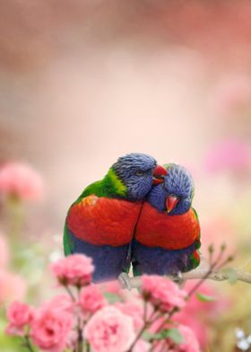 Rainbow Lorikeet Couple