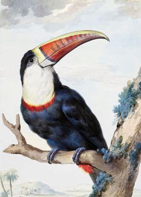 Redbilled Toucan 1748