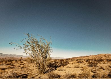 The Ocotillo Plant