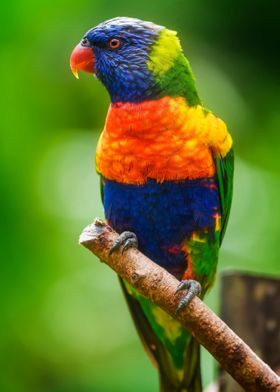 Rainbow Lorikeet