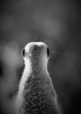 Suricate