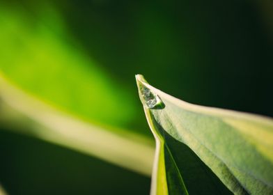 Hosta leaf with droplet