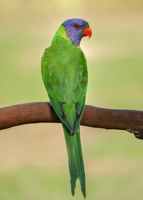 Rainbow Lorikeet Back