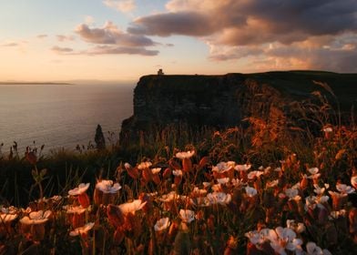 Wild flowers on cliffs