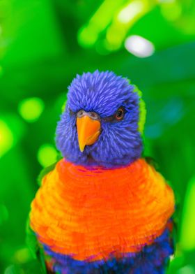 Cute Rainbow Lorikeet