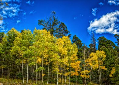 Aspen Leaves Changing