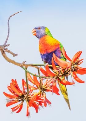 Rainbow Lorikeet  Flowers