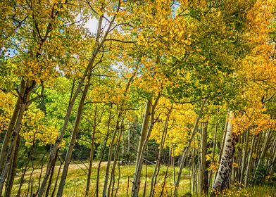 Aspen Leaves Changing