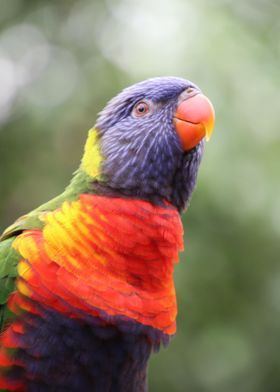 Cute Rainbow Lorikeet