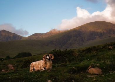 Wild Irish sheep