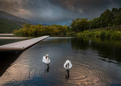 Swans on LLyn Padarn